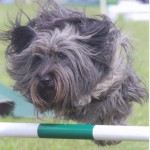 Skye doing agility